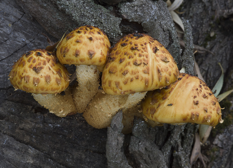 Pholiota cerifera